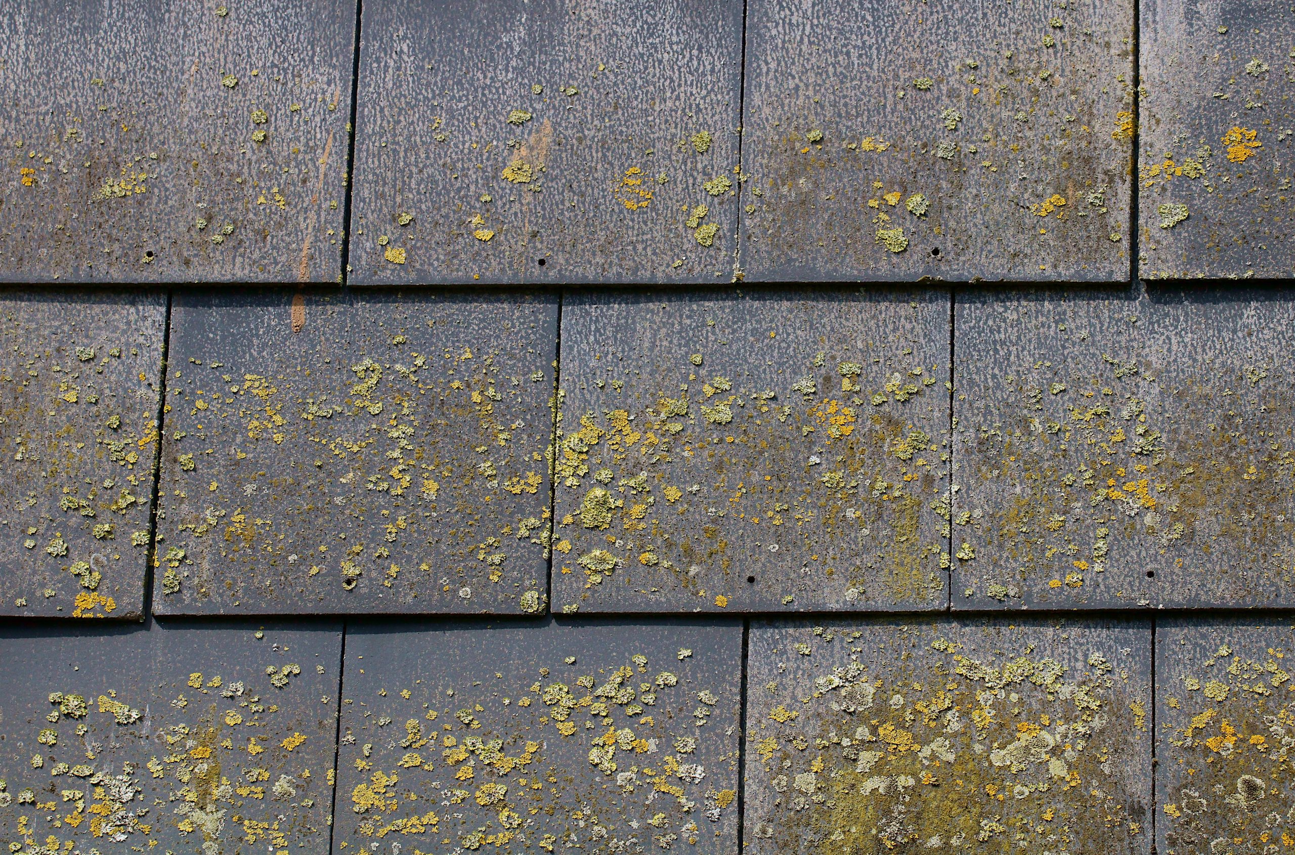 Fibre cement roof slates with algae and lichen growing on them. These composite slates are a cheaper alternative to costly pure slate and weigh less.
